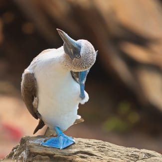 Blue footed booby in Galapagos