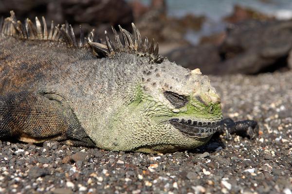 Galapagos Legend’s 8-Day 'D+A' Itinerary Day Two - Marine Iguana.