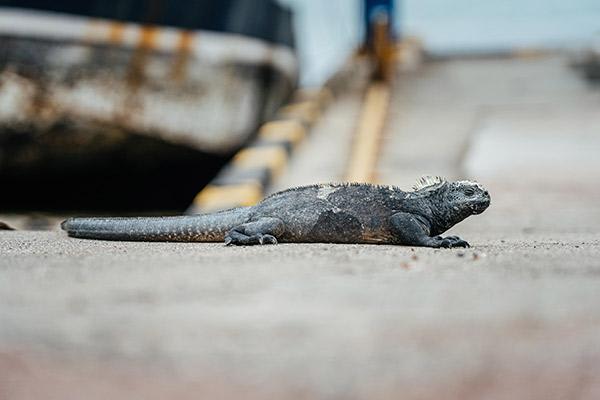 Nemo II’s 8-Day Northern Itinerary Day Seven - Marine Iguana on land.