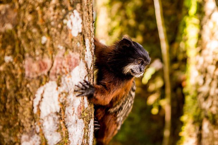 Delfin II Amazon’s 4-Day Itinerary Day Three - Monkey Sighting.
