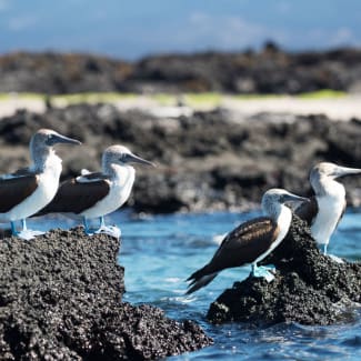 Birds on the beach