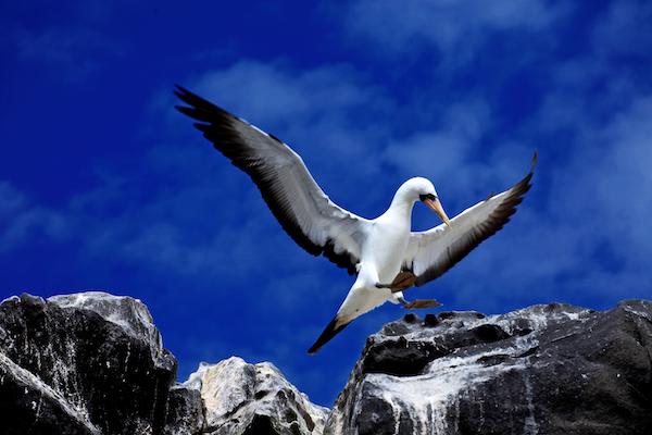 Galapagos Legend’s 4-Day 'A' Itinerary Day Two - Nazca Booby.