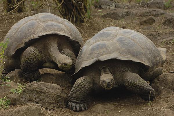 Treasure of the Galapagos 5-Day 'B' Itinerary Day One - Pair of Galapagos Giant Tortoises.