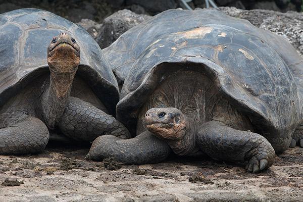 Seaman Journey’s 11-Day Itinerary Day Eleven - Pair of Tortoises.