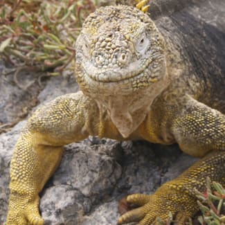 Yellow large iguana
