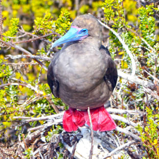 Ref foot blue beak bird