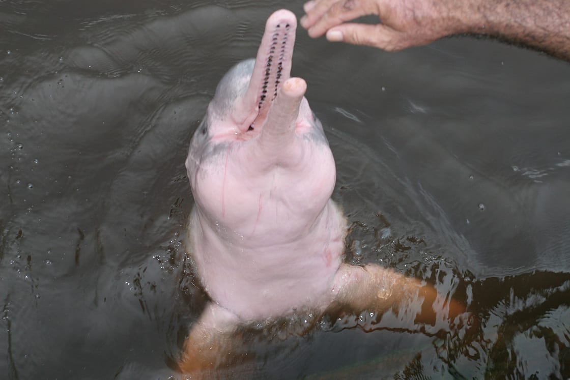 Pink Dolphin Swimming WIth Tourists