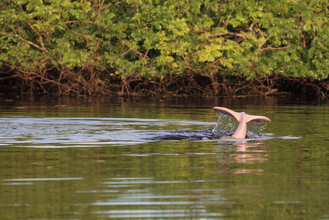 Pink Dolphin Diving In A Bolivian River