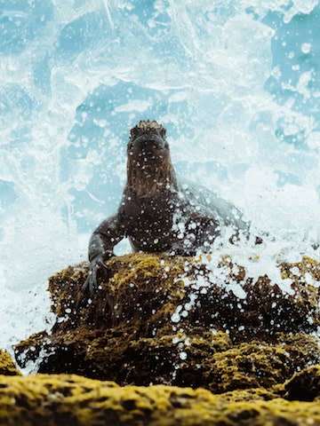 Marine Iguana In The Waves