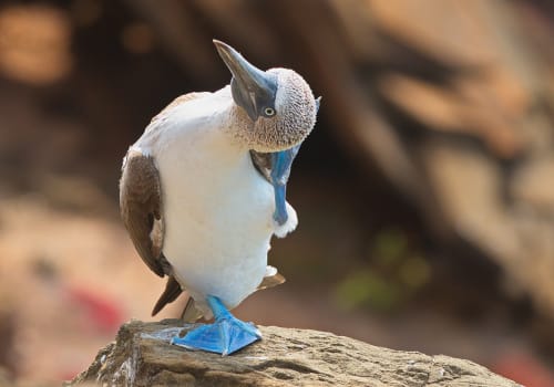 Blue Footed Booby