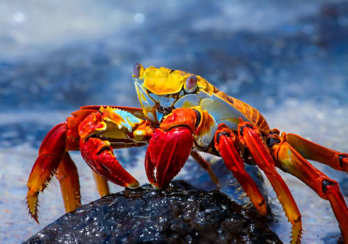 Sally Lightfoot Crab On A Lava Rock Galapagos