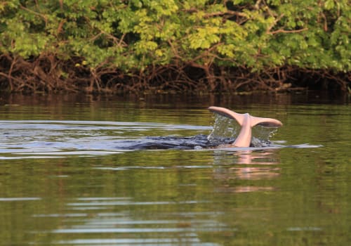 Pink Dolphin