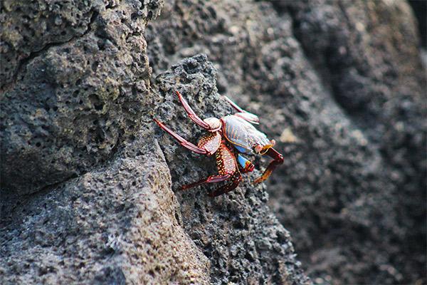 Nemo II’s 8-Day Southern Itinerary Day Seven - Sally-Lightfoot Crab on the rocks.