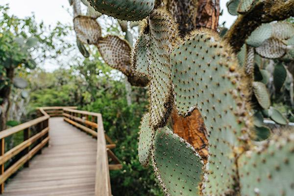 Galapagos Sea Star’s 15-Day A+B+C Itinerary Day One - San Cristobal Island Cactus.