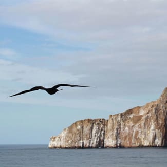 Galapagos Albatross
