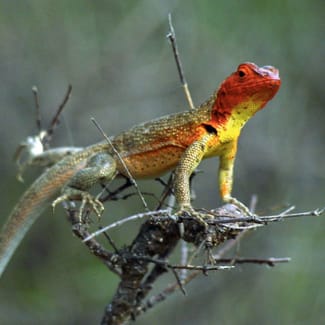 Galapagos Lava Lizard