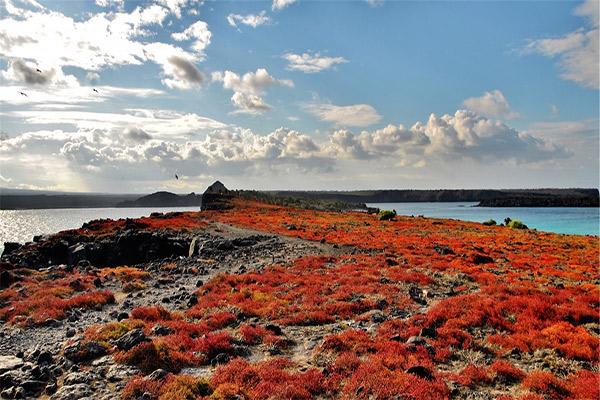 Galapagos Sea Star’s 15-Day B+C+A Itinerary Day Two - Santa Cruz Red Mangroves.