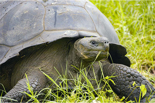 Santa Cruz II (HRTG) - Western - Iconic Wildlife & Sublime Scenery