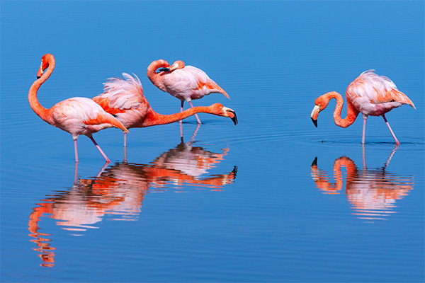 Santa Cruz II (HRTG) - Western - Iconic Wildlife & Sublime Scenery
