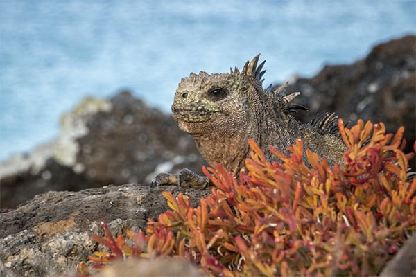 Santa Cruz II (HRTG) - Western & Northern - Nine of the Best Isles