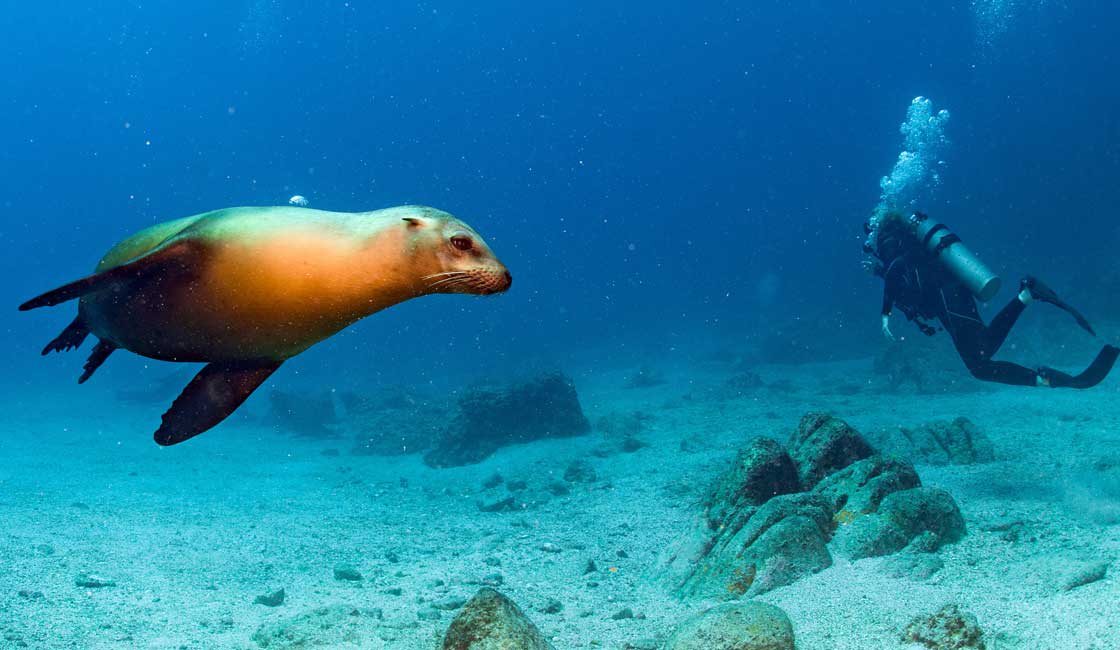 Sea lion and a diver