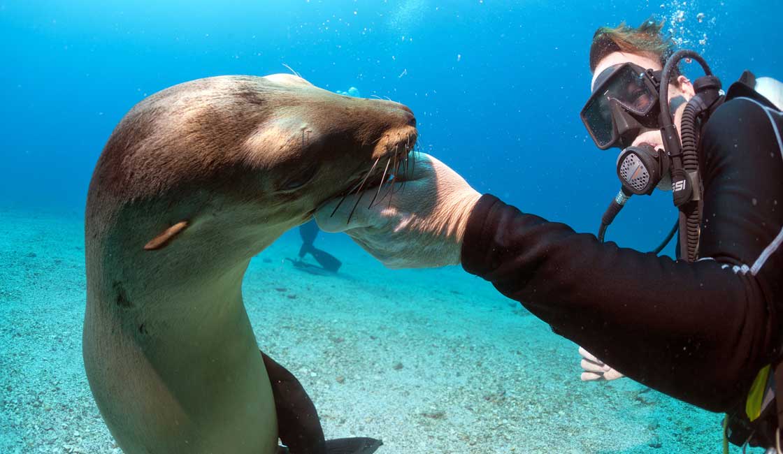 Diver petting a sea lion
