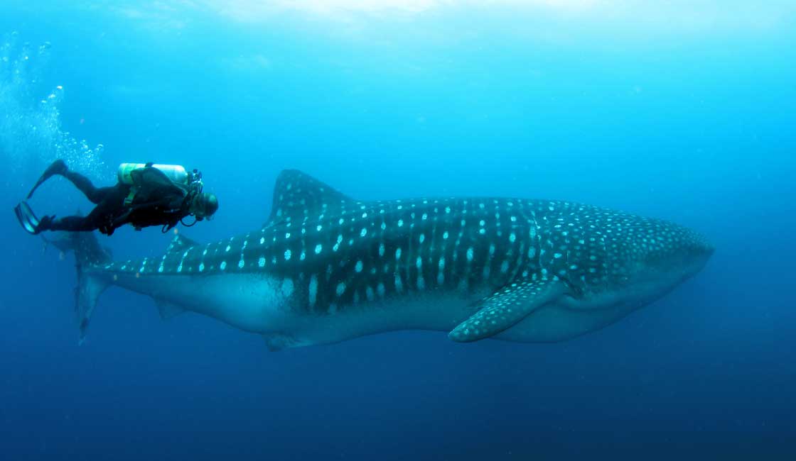 Diving with a whale