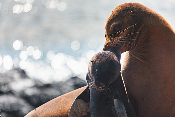 Galapagos Sea Star’s 6-Day A Itinerary Day One - Sea Lion Mother and Pup.