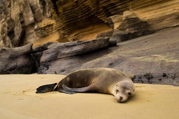 Galapagos Sea Star’s 11-Day C+A Itinerary Day One - Sea Lion on the Beach.
