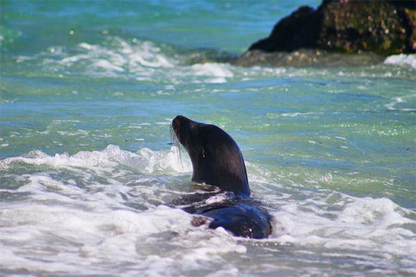Galapagos Sea Star’s 15-Day B+C+A Itinerary Day Ten - Sea Lion Swimming.