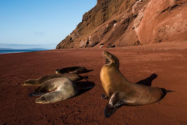 Integrity's 8-Day Eastern Islands Itinerary Day Seven -  Sea Lions at Rabida.