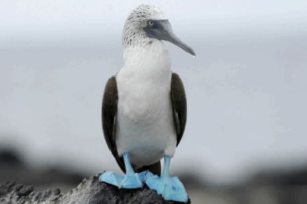 Seaman Journey - Full Galapagos Journey 