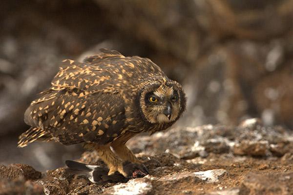 Galapagos Sea Star’s 5-Day Itinerary Day Three - Short-Eared Owl.
