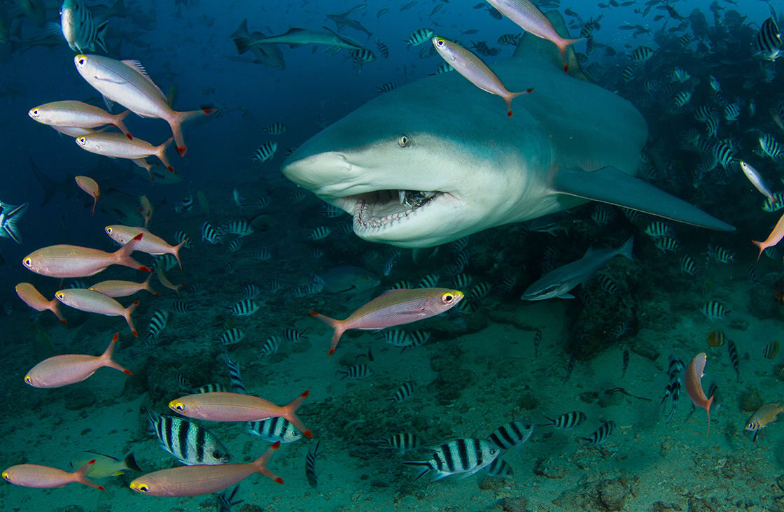 Bull Shark