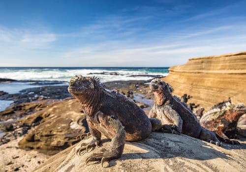 Galapagos,Marine,Iguana,-,Iguanas,Warming,In,The,Sun,On