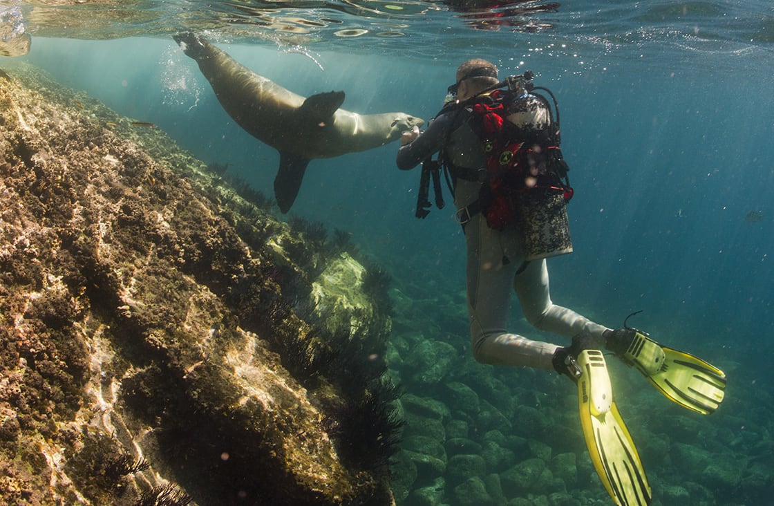 Sea,Lion,Seal,Coming,To,You,Underwater