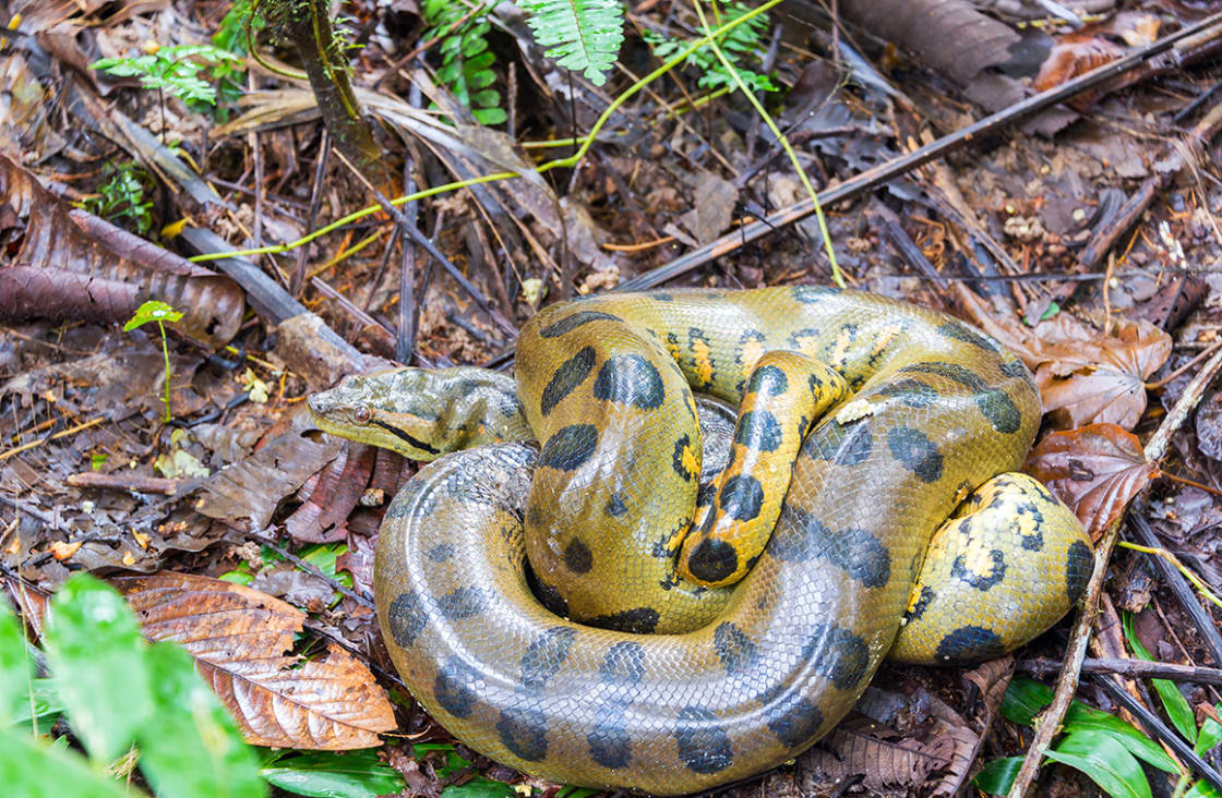 Yellow Anaconda Seen Deep In The Amazon