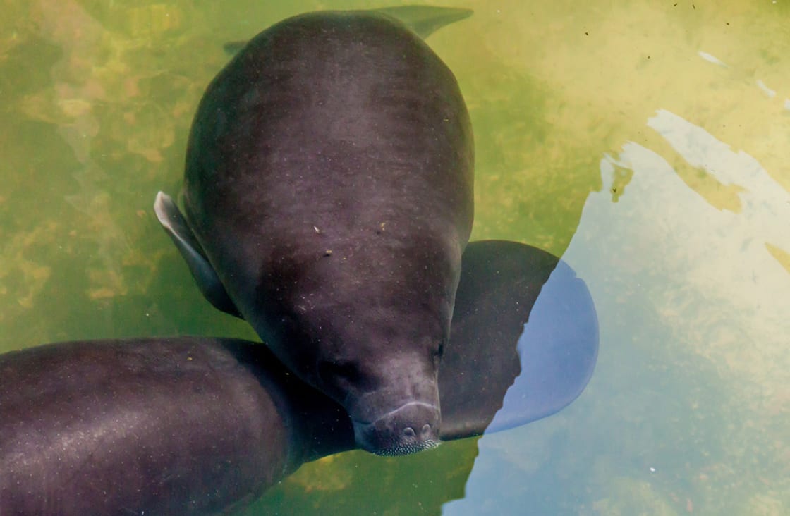 The Amazonian Manatee (trichechus Inunguis)