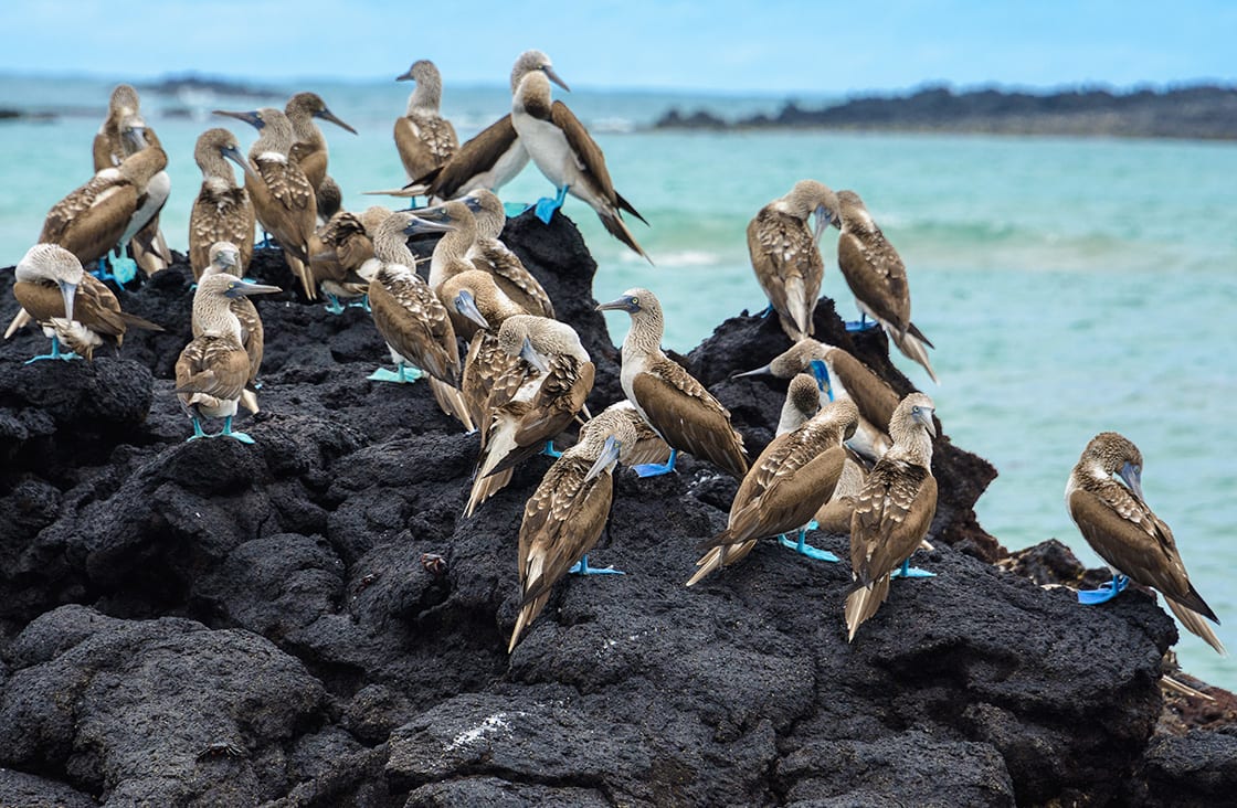 Blue,Footed,Boobies,On,A,Rock,,Isabela,Island,,Ecuador