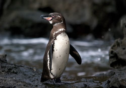 Beautiful,Endangered,Galapagos,Penguin