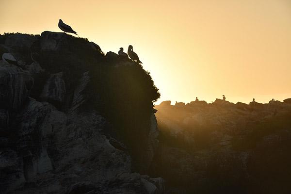 Galapagos Sea Star’s 15-Day B+C+A Itinerary Day Eleven - Sunset at Española Island. 