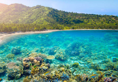 Marine life seen through a clear water