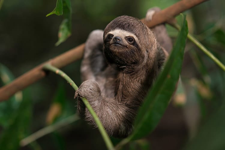 Delfin I Amazon’s 4-Day Itinerary Day One - Three Toed Sloth.
