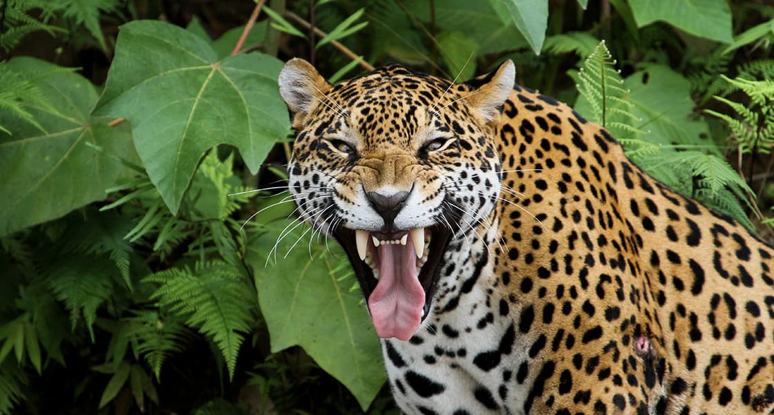 Jaguar,In,The,Amazon,Forest