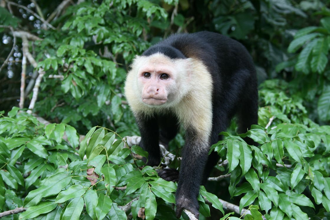 Capuchin Monkey