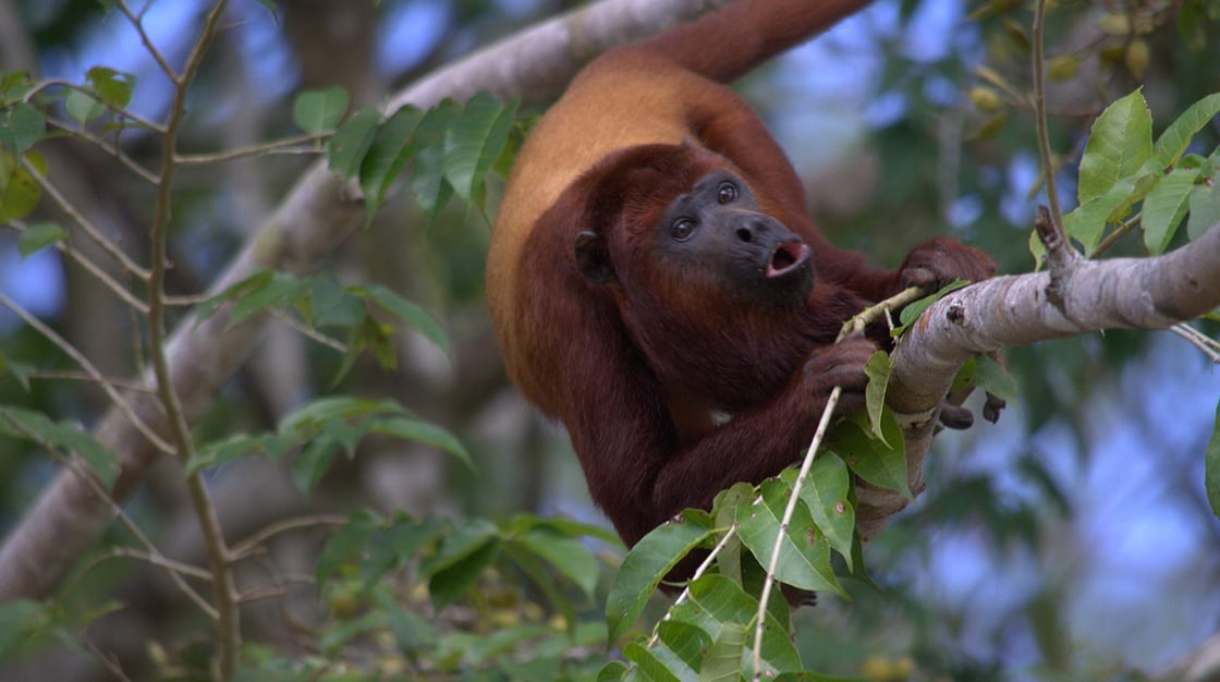 Howler Monkey