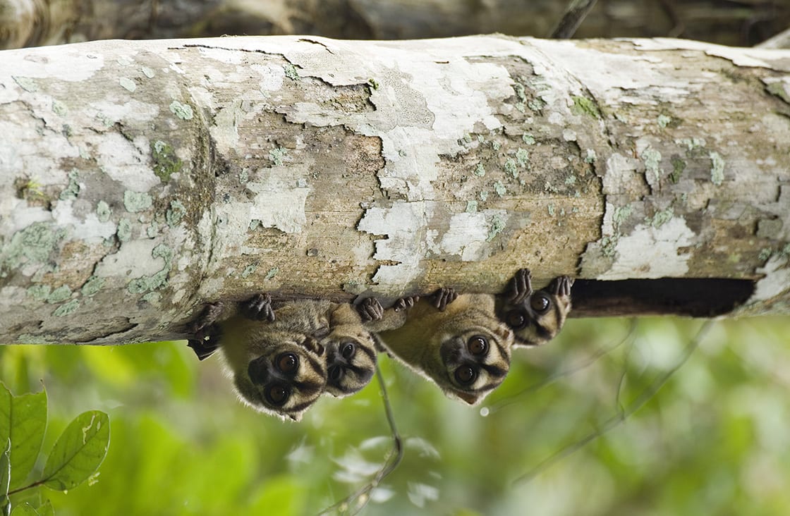 Top-6-Amazon-Rainforest-Monkeys-To-Spot-Main