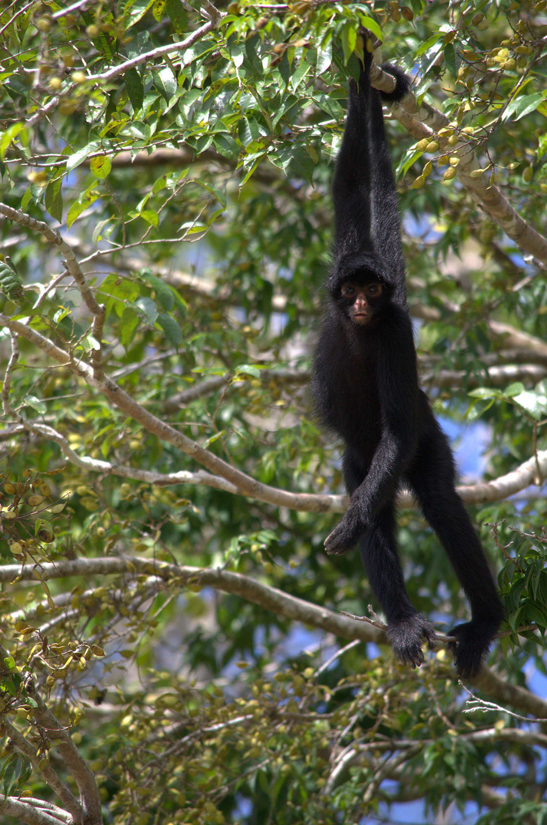 Spider Monkey