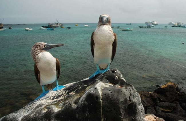 Two boobies on the rocks with ships in the background
