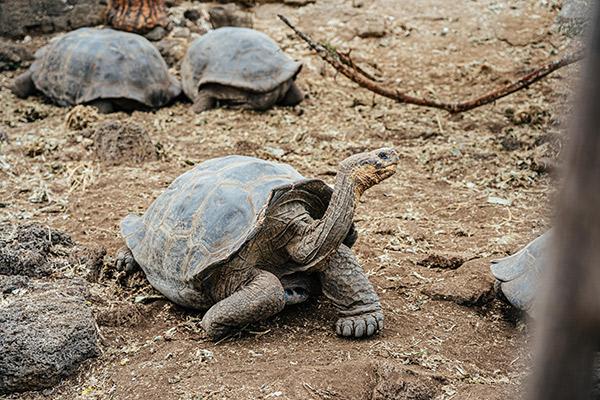 Origin's 15-Day Itinerary 'A+B' Day Seven - Tortoise.
